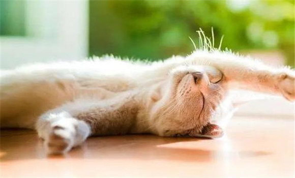 貓喜愛明亮、干燥的環(huán)境