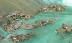 河蟹能活多久、吃什么，螃蟹脫離水可以活幾天