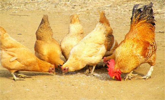 土雞飼養(yǎng)技術(shù)要點(diǎn)