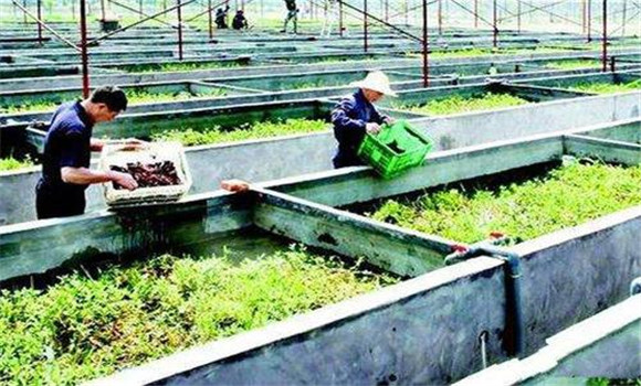 小龍蝦怎么養(yǎng)、需做哪些工作