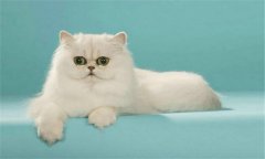 貓的種類有哪些，介紹世界那些著名的貓品種