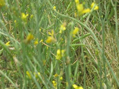 油菜病害防治技術(shù)視頻 油菜行情