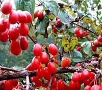 山茱萸管理技術