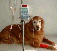 狗狗腹瀉是什么原因? 怎么治、用什么藥治療