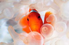 小丑魚怎么養(yǎng)？