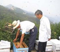 養(yǎng)蜂八月秋繁要注意些什么？