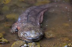 大鯢是什么動物、是幾級保護動物？