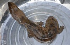 娃娃魚怎么殺怎么清洗、怎么吃?