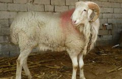 小尾寒羊和波爾山羊哪個(gè)效益最好?