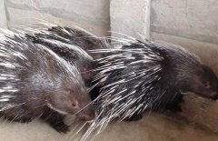 豪豬的天敵有哪些，豪豬和刺猬有什么區(qū)別？