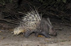 養(yǎng)豪豬要辦什么手續(xù)，豪豬養(yǎng)殖證件怎么辦？