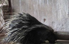 豪豬是幾級(jí)保護(hù)動(dòng)物，豪豬刺掉了還會(huì)長嗎？