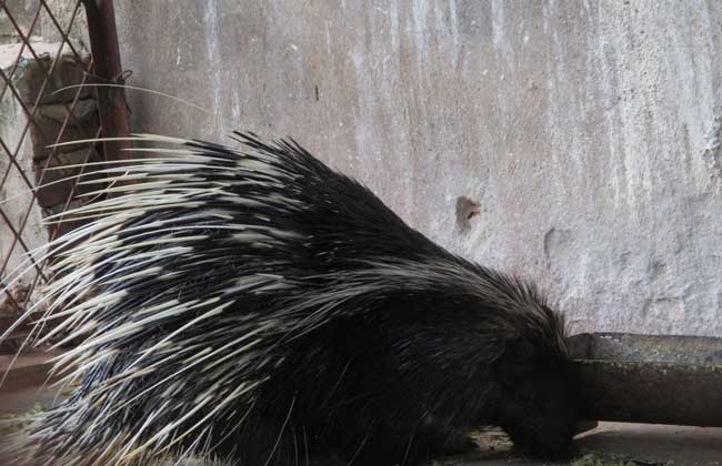 豪豬可以人工養(yǎng)殖嗎？