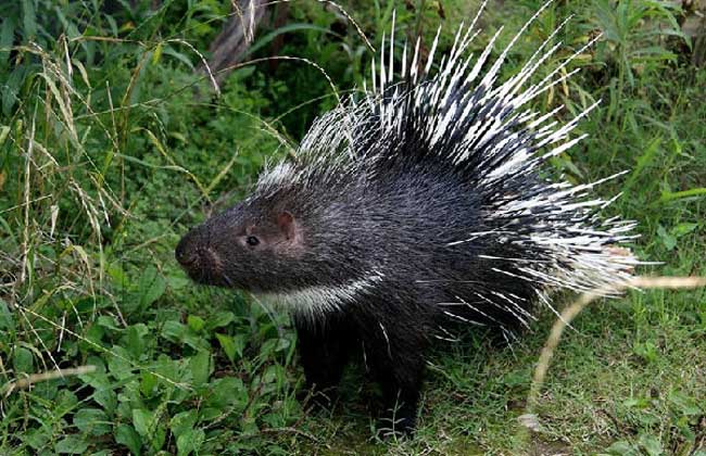 豪豬養(yǎng)殖是騙局嗎？