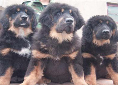 肉狗飼養(yǎng)管理技術要點