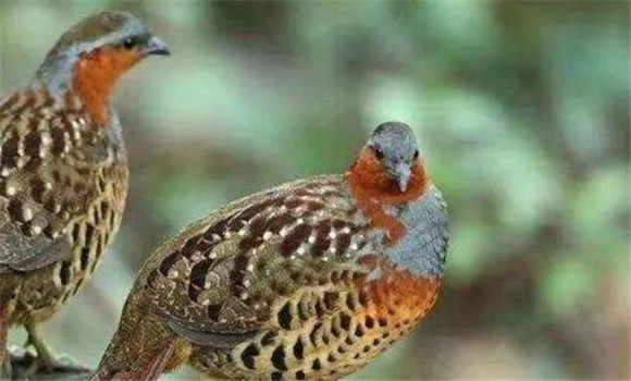 竹雞是保護(hù)動物嗎？