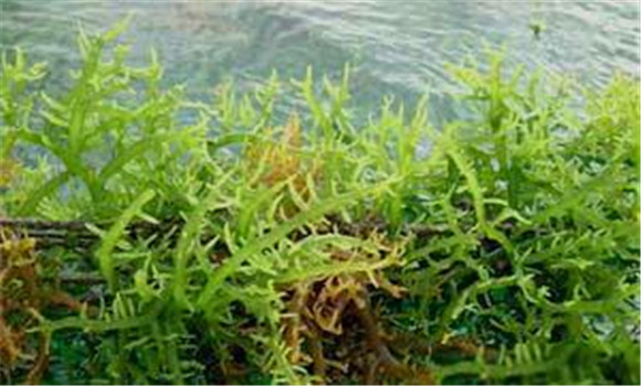 石花菜的主要產地