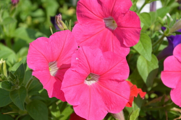 矮牽牛的功效與作用 矮牽牛的作用與功效