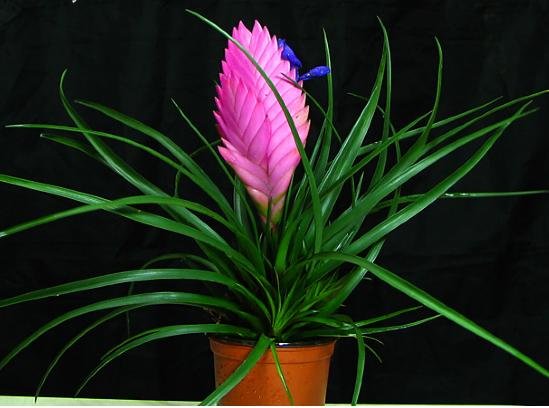 鐵蘭的功效與作用 花卉的作用與功效