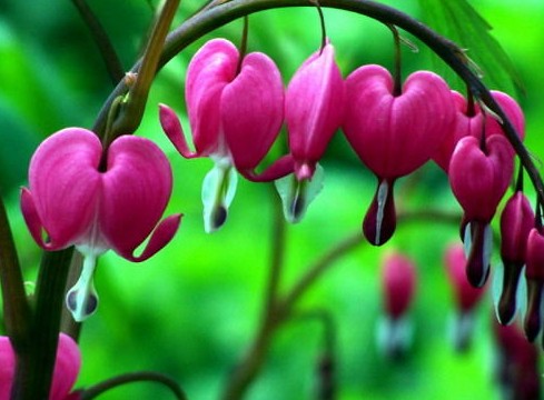 荷包花的功效與作用 花卉的作用