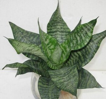 虎皮蘭的功效與作用 花卉的作用與功效