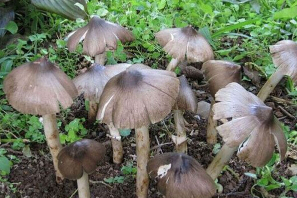 雞樅菌的營養(yǎng)價值 雞樅菌的功效與作用