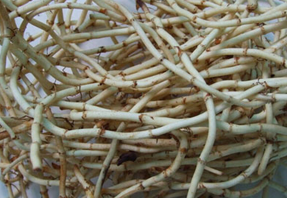 魚(yú)腥草怎樣泡水喝 魚(yú)腥草泡水喝的功效 花卉的功效與作用