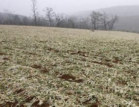 春季中耕、鎮(zhèn)壓