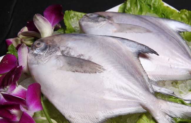 鯧魚(yú)的功效與作用