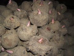 怎樣種魔芋？魔芋的種植技術(shù)和技巧