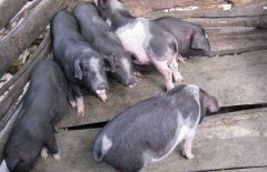 關(guān)嶺豬的產(chǎn)地、品種介紹，關(guān)嶺豬高效養(yǎng)殖技術(shù)