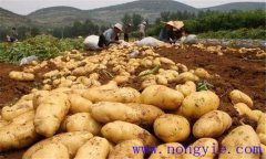 脫毒馬鈴薯是怎么回事，它有什么好處