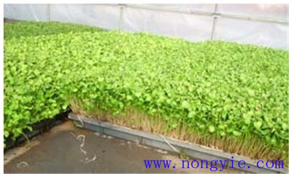 種植蘿卜苗的溫、濕度管理