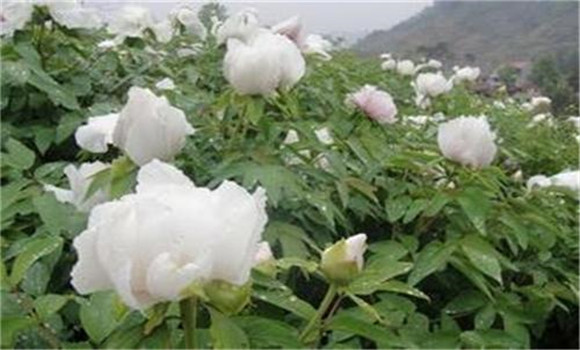 白芍種植技術(shù)、方法與主要步驟