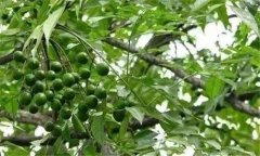 川楝簡介 川楝的栽培管理技術