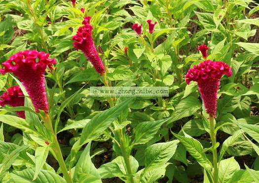 雞冠花的功效與作用 雞冠花的作用