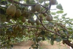 紅陽獼猴桃潰瘍病的癥狀、發(fā)生原因及防治技術