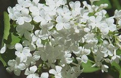 五月丁香北京香，北方丁香花期在五月