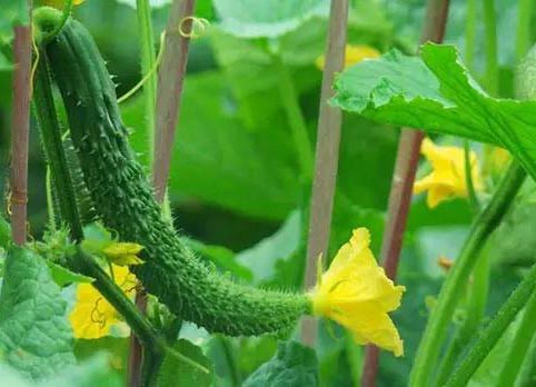 黃瓜高產栽培技術