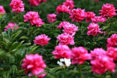 有關赤芍的功效與作用及應用成果的研究