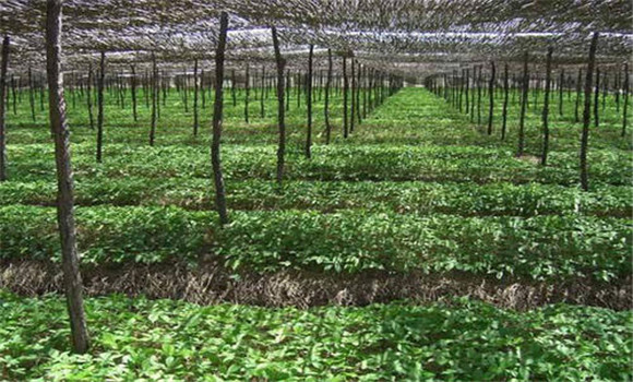 人參生長需要的光照、溫度環(huán)境