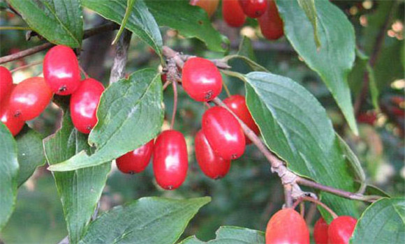 山茱萸別名叫什么