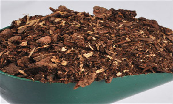 鐵皮石斛的基質管理