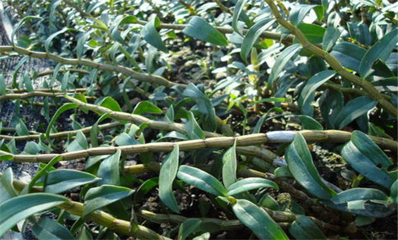 鐵皮石斛栽培管理技術