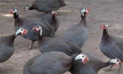 珍珠雞雛雞養(yǎng)殖、繁殖與飼養(yǎng)方法