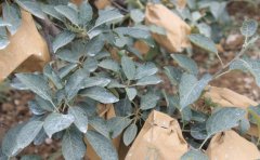 波爾多液的使用方法，如何配制