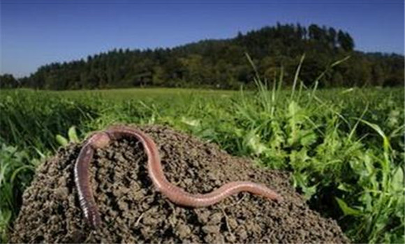 蚯蚓的經(jīng)濟(jì)價值