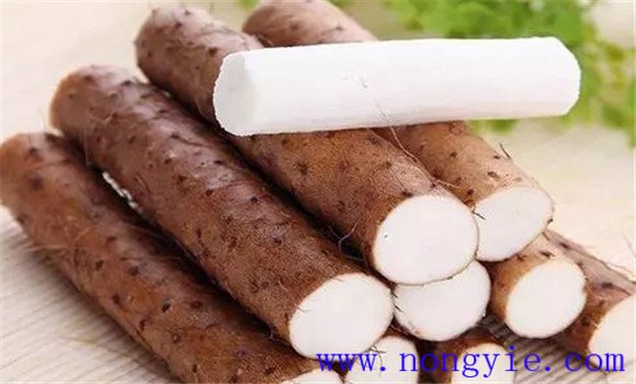 淮山藥的功效與作用