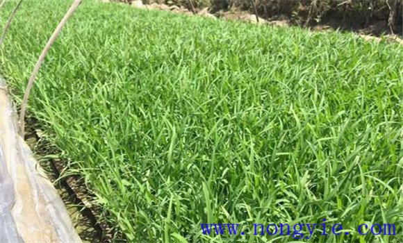 大棚黃瓜、水稻、菠菜高效種植模式簡介