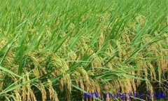 早稻中后期怎樣預防高溫熱害？